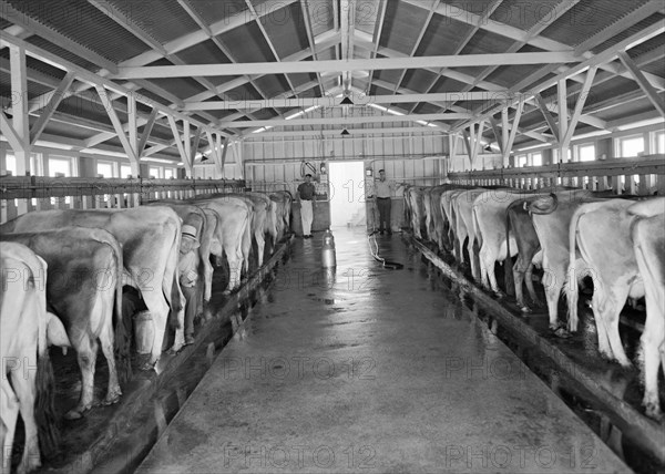 Dairy Cooperative Milking Time