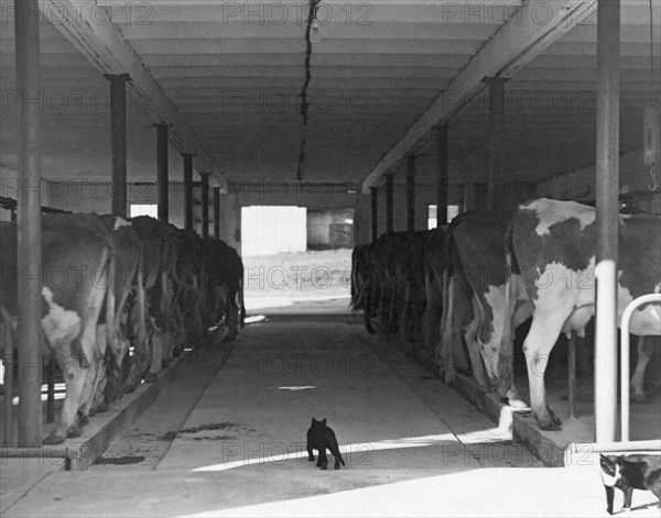 Dairy Farming Barn Scene