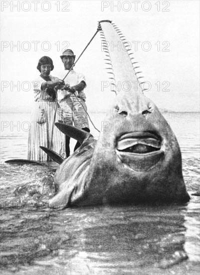 World Record Sawfish