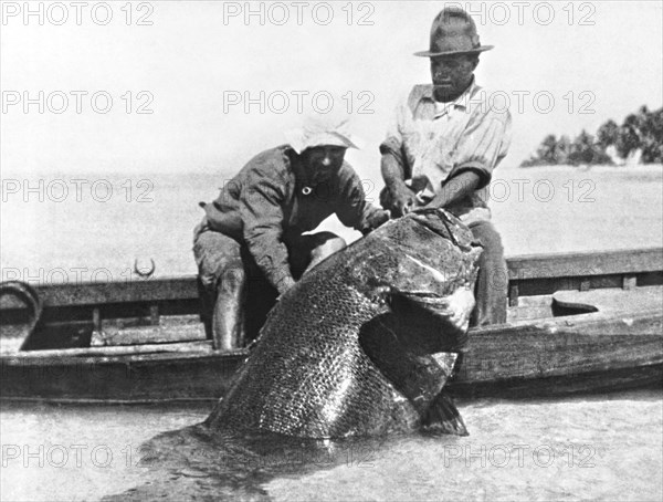 817 Pound Grouper