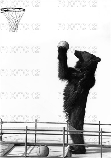 A Basketball Bear