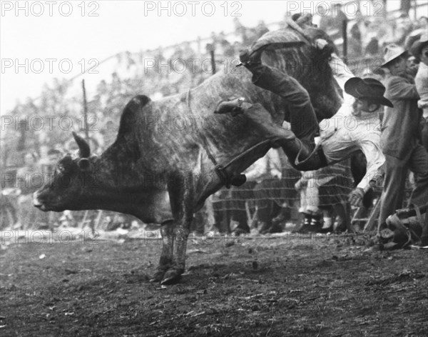 Cowboy Departing A Bull