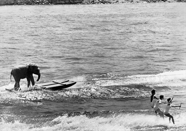 Water Skiing Elephant