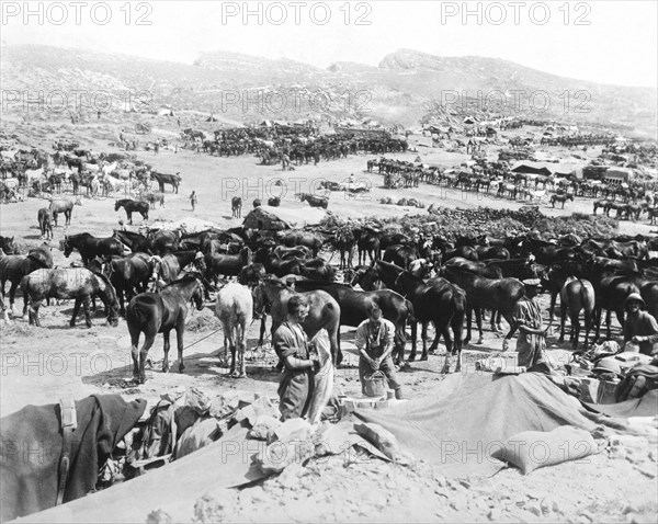 Calvary Camp In Dardanelles