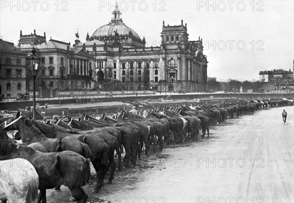 German Horse Inspection