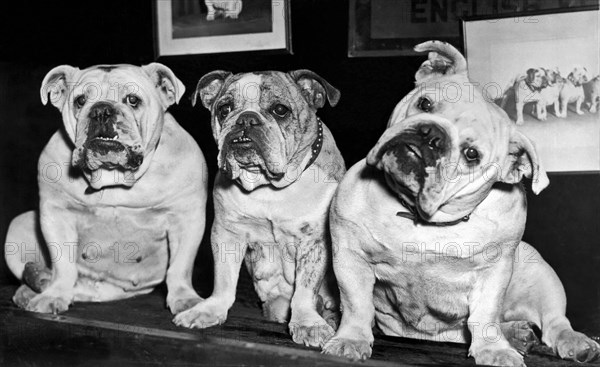 Three English Bulldogs