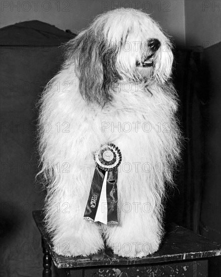 Champion Sheepdog