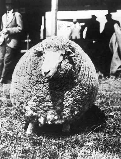 First Prize Winning Sheep