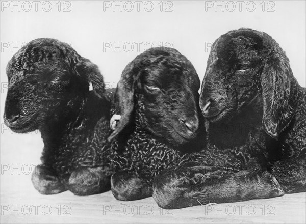 Three Day Old Persian Lambs