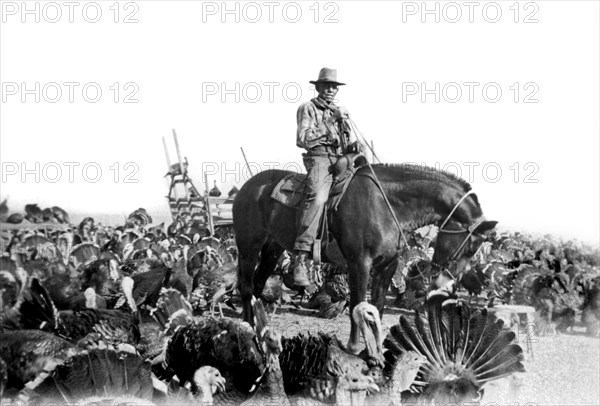 A Turkey Rancher