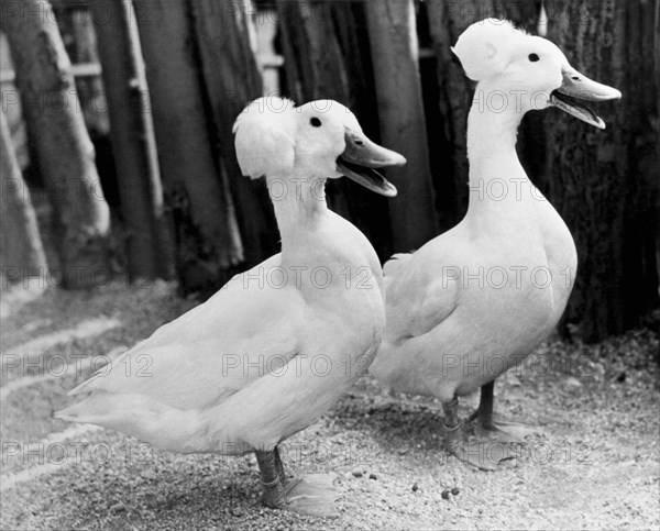 New York, New York:   1942.
Two favorites at the Children's Petting Zoo in Central Park are these two top-knotted "PowderPuff" ducks.