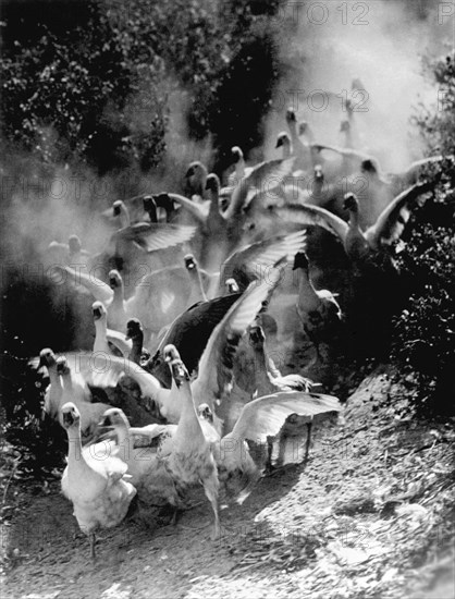 San Diego, California:  1935.
This photograph, "The Geese", by Erno Vadas (1899-1962) was the Pictorial Prize winner at the San Diego World's Fair.