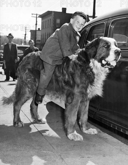 A three year old boy takes a ride on a St. Bernard.