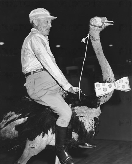 Jockey Riding An Ostrich