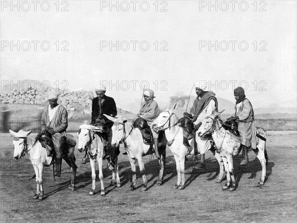 Egyptian Donkeys