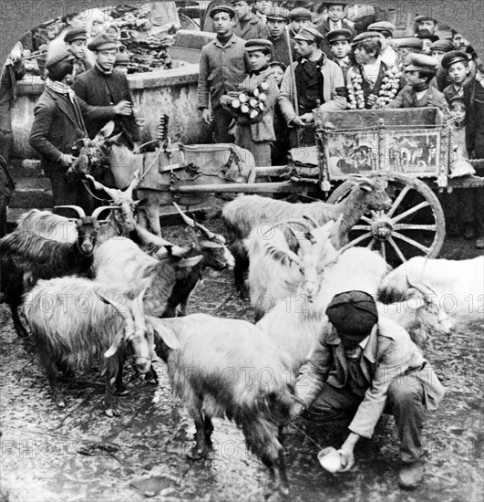 Milking Goats In Sicily