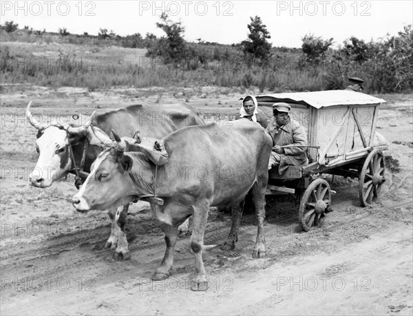 Russian Peasants With Ox Cart