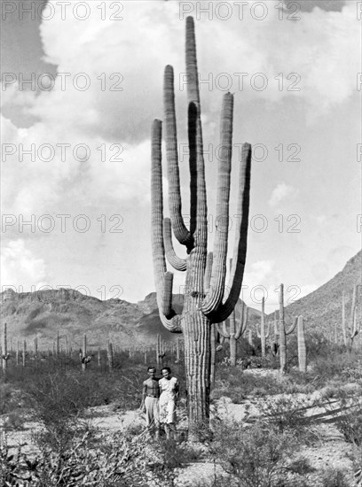 A Saguaro Forest