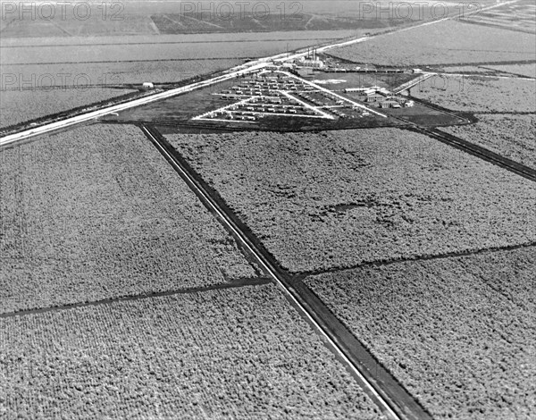 Sugar Cane In The Everglades