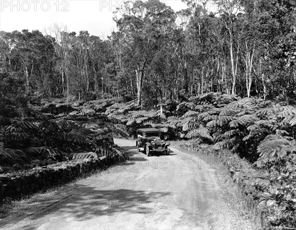 Fern Trees On Mauna Loa