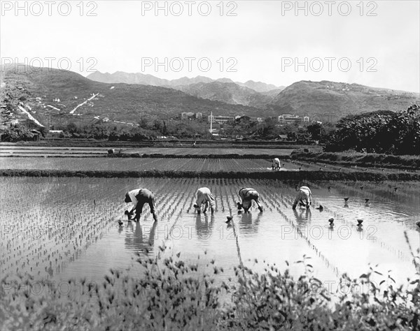 Planting Rice In Hawaii