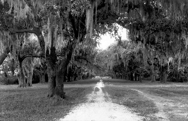 Pakenham's Oak Trees