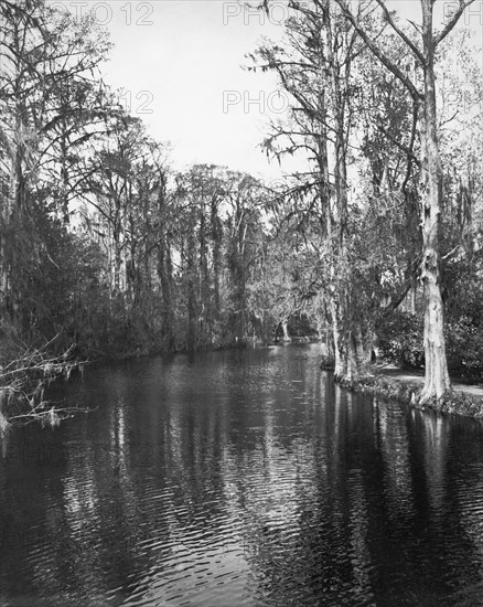 Louisiana Bayous