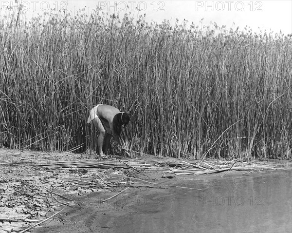 Gathering Tule Bulrushes