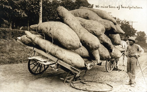 Wagon Of Giant Sweet Potatoes