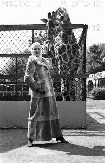 A Giraffe And The Model