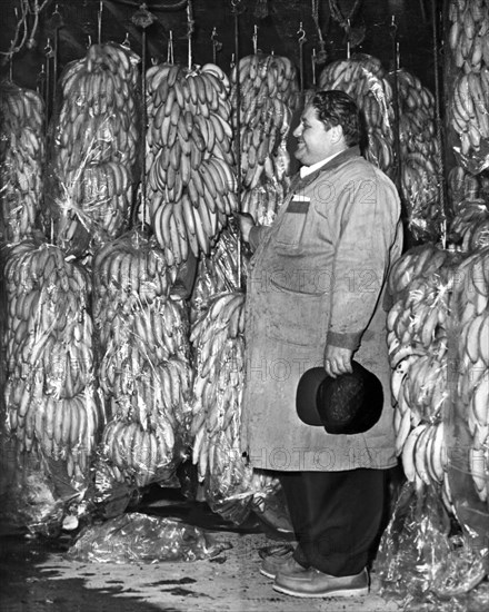 New York, New York:  1962.
The manager of Curatolo Banana Corp. in Brooklyn standing in the refrigerator with rows of stored bananas.