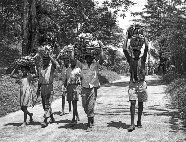 Jamaica, British West Indies:  August, 1956.
A group of natives carying a banana harvest down a dirt road.