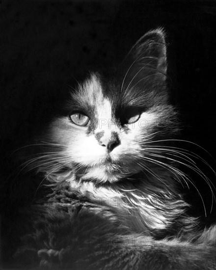 Head Shot Of Black & White Cat