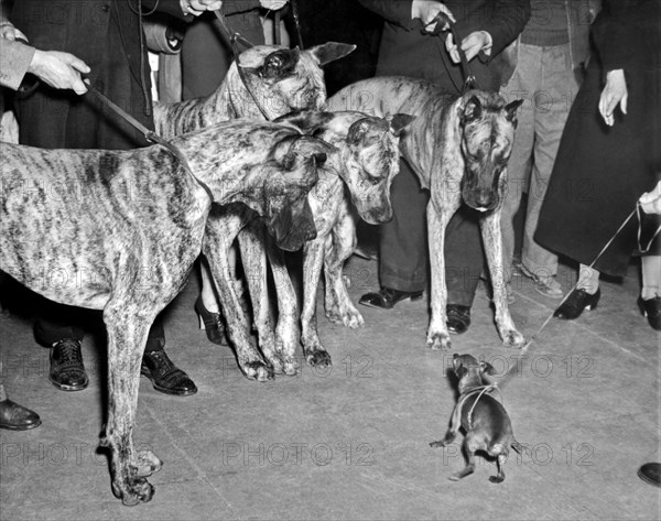 New York, New York:  1937.
A Miniature Pinscher does its best to look brave in front of four Great Danes at the Westminster Kennel Club show at Madison Square Garden.