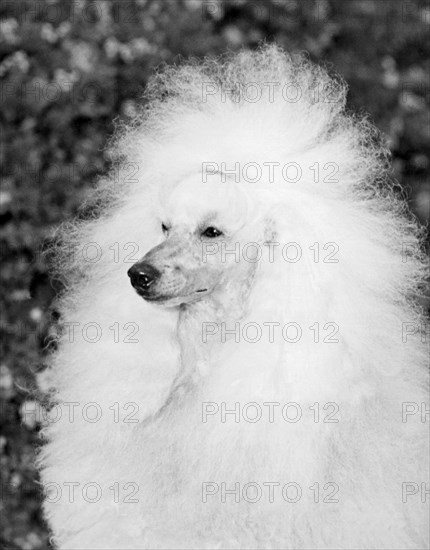 A Groomed Standard Poodle