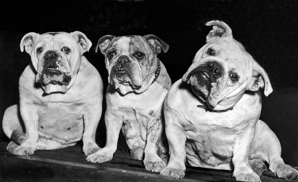 Three English Bulldogs