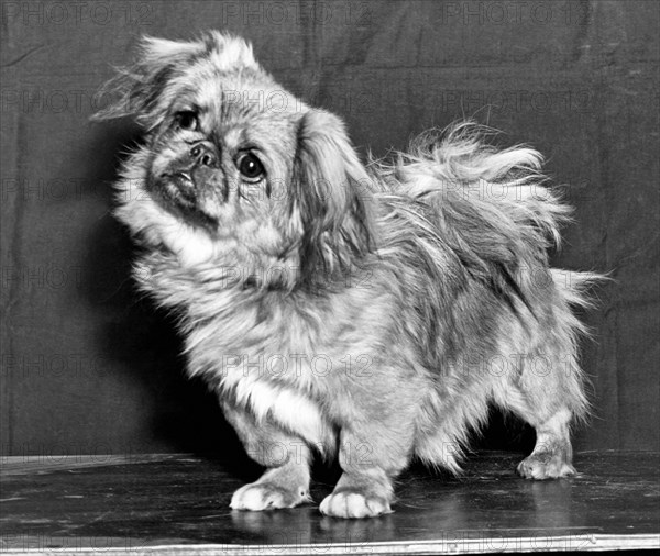 A Quizzical Pekingese