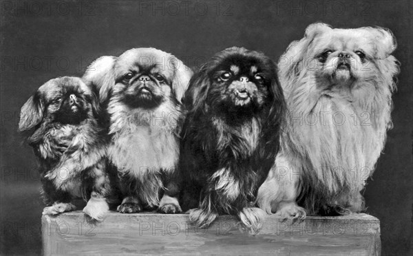 Four Pekingese On A Box