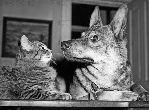 Shepherd And His Rescue Cat