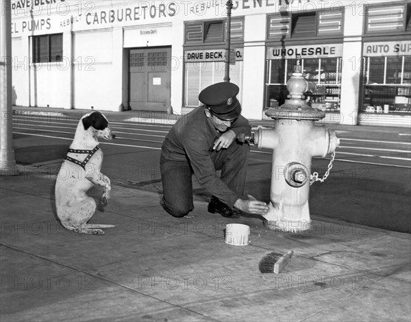 Begging Dog Hopes For Fast Job