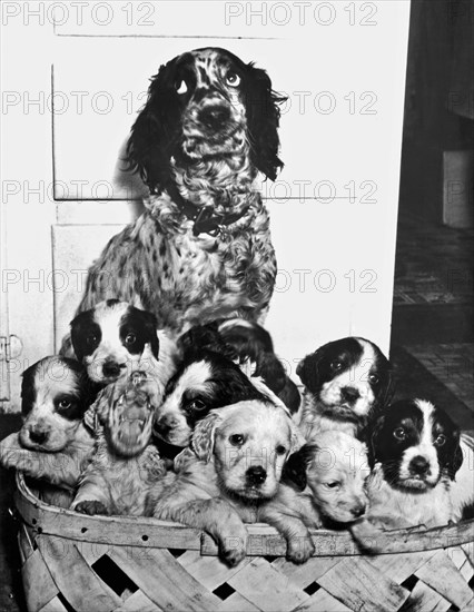 United States:  1947.
"Freckles" rolls her eyes as she watches over her litter of 12 yelping puppies.