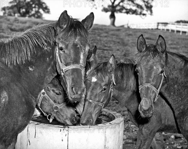 Fillies & Colts Around Barrel