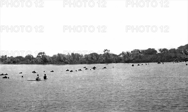 Horses Across The Rio Grande