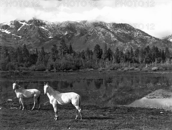 Two White Horses By A Pond