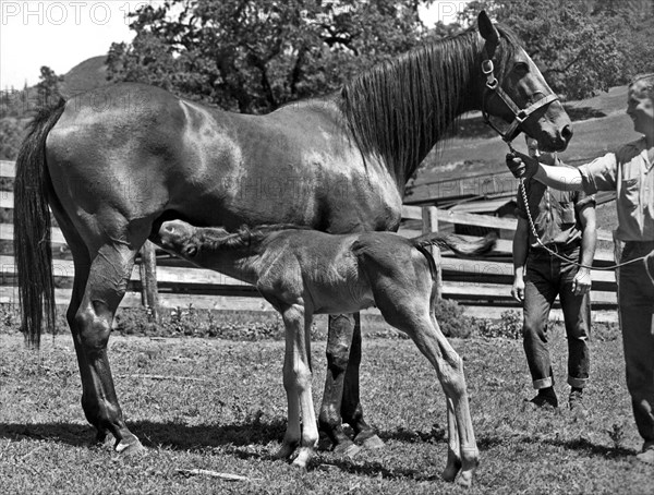 Young Foal Nursing