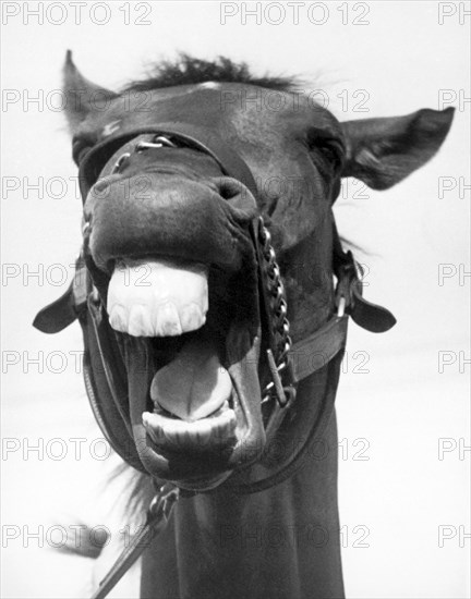 A Huge Horse Laugh