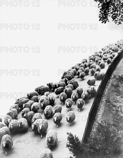 London, England:  May, 1933.
A flock of sheep winds its way along the shores of the Serpentine in Hyde Park after their morning pasture.