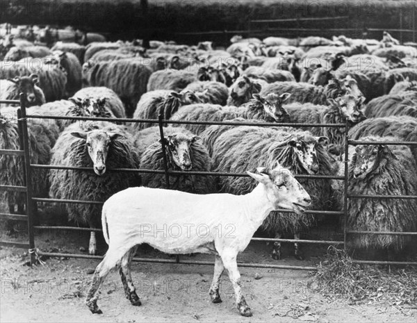 A Freshly Sheared Sheep