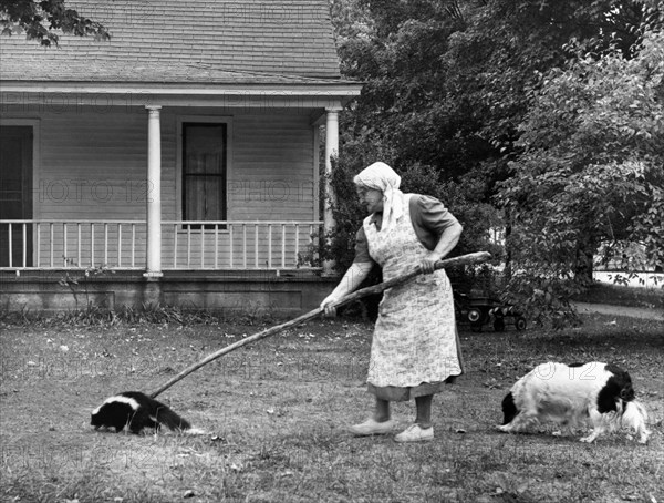 Woman Gently Moves A Skunk