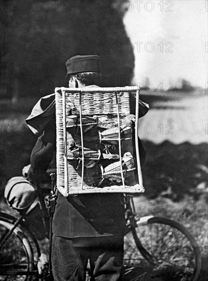 Swiss Army Pigeons